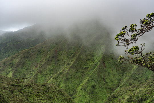 Metrosideros polymorpha, ʻōhiʻa lehua, is a species of flowering evergreen tree in the myrtle family, Myrtaceae. Mauʻumae Ridge Trail (Puʻu Lanipō), Honolulu, Oahu, Hawaii. Koʻolau Range	