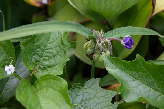 Long bracted Spiderwort - Tradescantia bracteata
