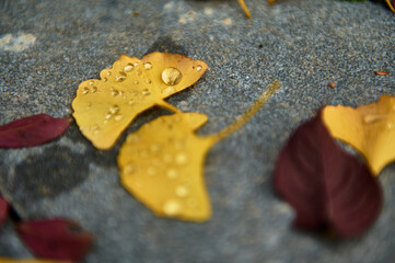 Autumn Leaves With Dew Drops On Sandstone Ground In Quiet Park Pathway, Golden Morning