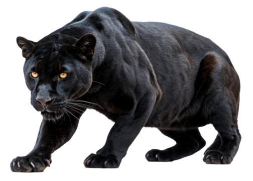Majestic black panther crouches low with intense gaze, showcasing powerful predatory muscles ideal for wildlife themes and exotic animal concepts.