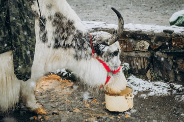 Close-up of a shaggy mountain yak feeding from a bowl on the snowy ground in the Caucasus...