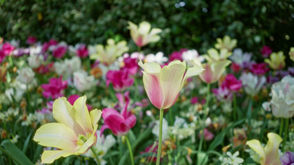 Vibrant tulip garden in netherlands showcasing varicolored blooms in lush outdoor setting.