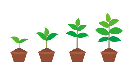 Plant Growth vector design illustration. Plant or Tree Growth icons. Illustration of plant growth process design