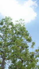 Lush green tree under sunny blue sky in torrevieja spain showcasing vibrant leaves against a bright and clear summer backdrop