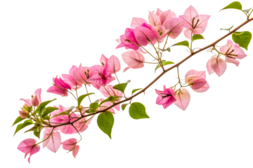 Delicate pink bougainvillea branch with translucent petals and vibrant green leaves against a soft bright background, perfect for floral decor and nature themes