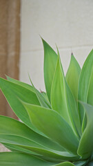 Obraz premium Green agave plant in torrevieja spain outdoors under sunny condition showing vibrant fresh leaves abstract texture