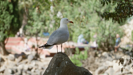 Seagull perched on a rock in a sunny outdoor park with lush greenery and people blurred in the background.