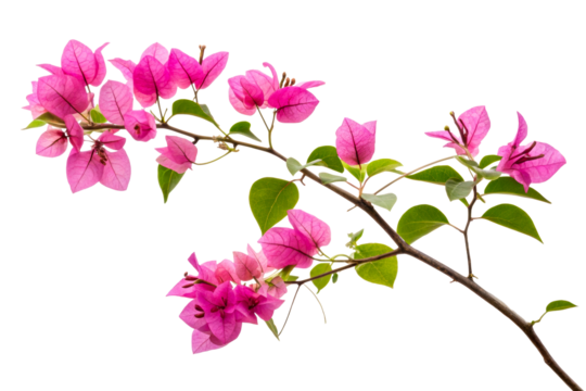 Vibrant pink bougainvillea flowers branch with green leaves against a soft white backdrop perfect for floral design and nature themes