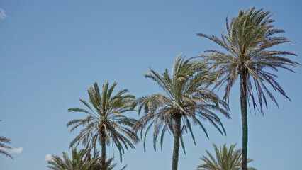 Fototapeta premium Majestic date palms stretch towards the clear blue sky in sunny torrevieja, spain, highlighting the vibrant outdoor mediterranean atmosphere.