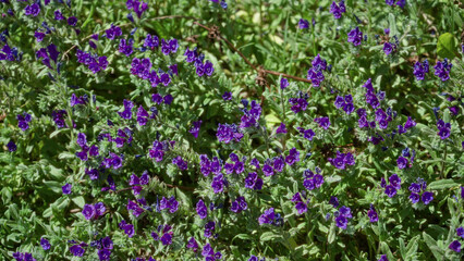 Echium plant with vibrant purple flowers in sunny torrevieja, spain, showcasing lush outdoor mediterranean flora in a vivid green landscape.
