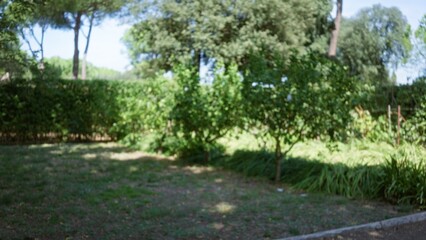 Blurred green garden scene with soft bokeh trees, hedges and lawn in shallow focus garden; background backdrop copyspace calm.