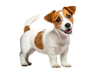 Adorable young Jack Russell Terrier puppy with playful expression standing and looking at camera, perfect for petrelated marketing and editorial use.
