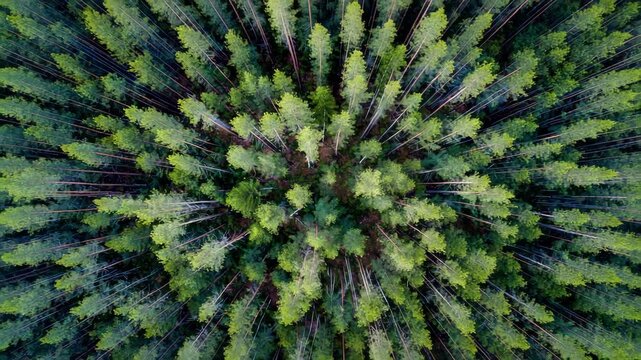Aerial view of dense green forest with tall pine trees in symmetrical arrangement