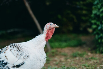 turkey white turkey domestic turkey farm bird closeup outdoor: adult white turkey with red wattle and detailed feathers, calm profile shot in grassy backyard farm for agricultural lifestyle.