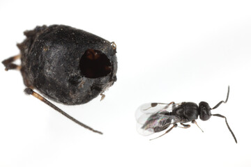 Hyperparasite a wasp emerged from the other wasp from subfamily Aphidiinae which lived in an aphid.