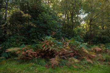 Dense Forest Edge With Ferns and Sunlit Understory Amid Greenery, Trees, and Quiet Shade Windsor Great Park in England.