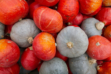 Pile of harvested orange pumpkins and grey-blue squash on a farm. A mix of orange and blue Hokkaido pumpkins. Autumn harvest for seasonal recipes, festive decorations, and a colorful fall background.