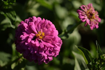 Vivid pink zinnia flower with yellow inner blooming on bokeh green garden background, selective focus, closeup.