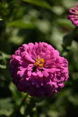 Vivid pink zinnia flower with yellow inner blooming on bokeh green garden background, sunshine,, selective focus, closeup.