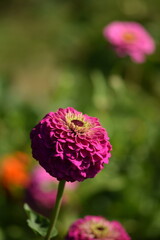 Vivid pink zinnia flower with yellow inner blooming on bokeh green garden background, selective focus, closeup, space for text.