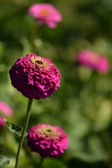 Vivid pink zinnia flower with yellow inner blooming on bokeh green garden background, vertical, selective focus, closeup.