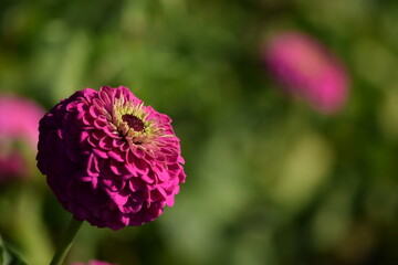 Vivid pink zinnia flower with yellow inner blooming on bokeh green garden background, selective focus, closeup, horizonatl image with space for text.