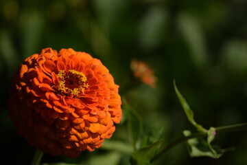 Orange zinnia flower with yellow inner blooming on bokeh green garden background, selective focus, closeup,horizontal image  with copy space.