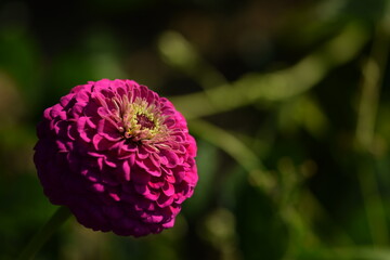 Vivid pink zinnia flower with yellow inner blooming on bokeh green garden background, selective focus, closeup, horizontal.