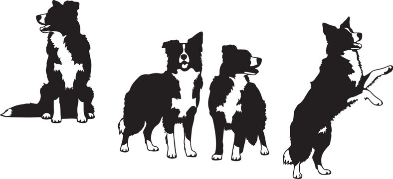 Silhouette border collies in various poses on a white background animal canine on transparent background