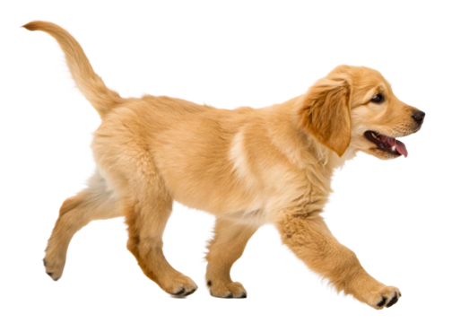 Adorable golden retriever puppy walking on a reflective surface captured in a studio setting perfect for pet care promotions and animalthemed content creation.