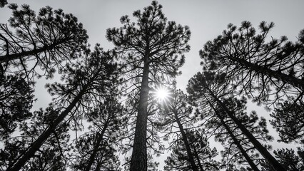 Obraz premium Tall trees with sunlight shining through the branches, taken from below in a forest setting.