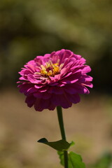 Vivid pink zinnia flower with yellow inner blooming on bokeh green garden background, selective focus, closeup, vertical.