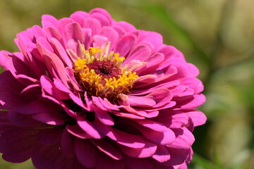 Vivid pink zinnia flower with yellow inner blooming on bokeh green background, zinnia macro, selective focus, closeup