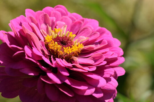Vivid pink zinnia flower with yellow inner blooming on bokeh green background, zinnia macro, selective focus, closeup