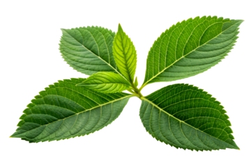 Fresh green hydrangea leaves with serrated edges and visible veins forming a radial shape for natural themes and organic product marketing