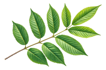 Branch with lush green leaves, featuring serrated edges and prominent veins, suitable for use in natural science or botanical themes