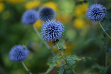 Globe thistle flowers and bees. Blue echinops flowers closeup on bokeh background, pollintors in garden, selective focus.