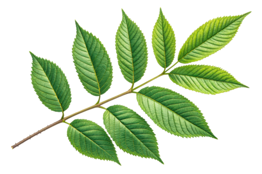 Branch with lush green leaves, featuring serrated edges and prominent veins, suitable for use in natural science or botanical themes - Powered by Adobe