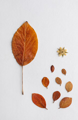 Autumn leaves arrangement on white bacground