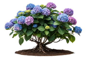 Vibrant blue and purple hydrangea shrub with exposed roots and rich soil, perfect for garden inspiration, floral design, and natural beauty themes.