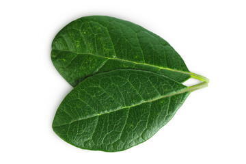 Obraz premium Leaves of Feijoa sellowiana, feijoa, pineapple guava and guavasteen isolated on white background