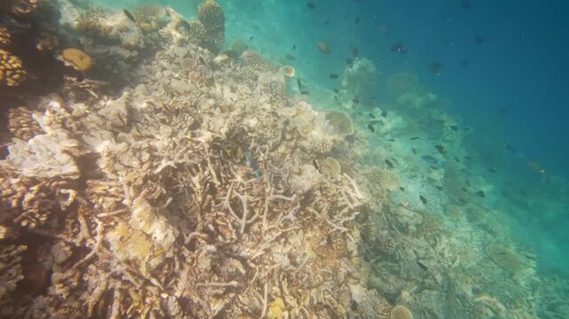 Snorkeling in Maldives, camera follows small parrotfish swimming over corals