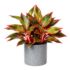 Striking aglaonema plant with vibrant leaves bringing fresh, modern elegance to indoor spaces and adding natural beauty to any home
