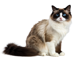 Magnificent Ragdoll cat with striking blue eyes sits elegantly, showcasing its luxurious fur, perfect for petrelated promotions and charming animal content.