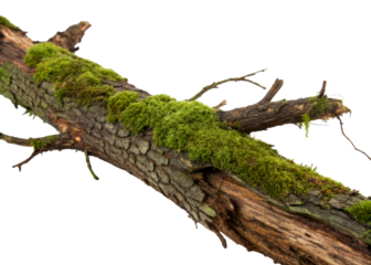 Moss covered fallen tree branch with detailed bark texture providing natural growth and organic surface for forest or nature themed projects