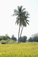 Coconut trees in the field
