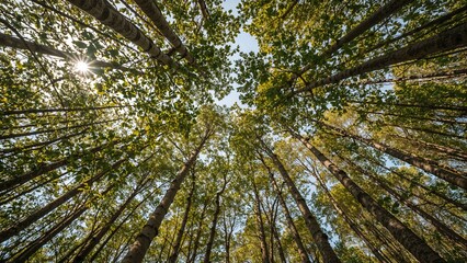 A view of tall trees in a forest canopy with sunlight shining through the leaves.