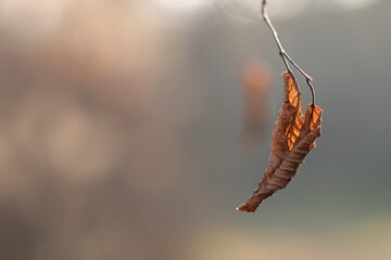 foglie nel bosco in autunno