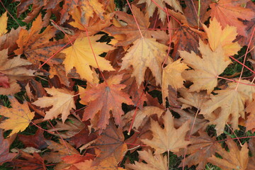 Autumn leaves on green grass. A mix of yellow, brown, and orange fallen leaves lying on a fresh green lawn, symbolizing the change of seasons and the beauty of autumn nature.