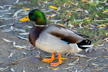 Brightly colored duck standing on the ground surrounded by fallen leaves in a natural park setting